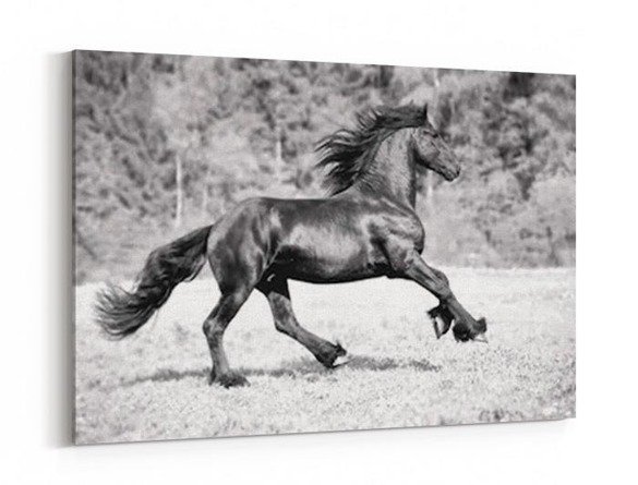 Obraz na płótnie - Czarno - biały portret konia w biegu - 5040