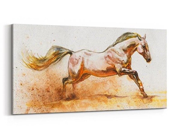 Obraz na płótnie - Rasowy arabski koń na białym tle - 5055