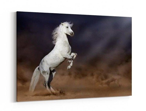 Obraz na płótnie - Szary koń andaluzyjski w burzy pustynnej - 5042